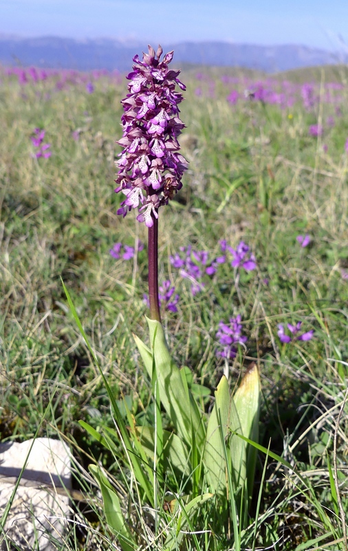 Orchis militaris, Orchis purpurea, Orchis x hybrida  Preappennino aquilano -  2022.